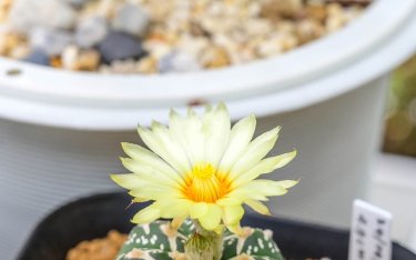 Ein kleiner, runder Kaktus mit weißen Flecken und einer gelben Blüte blüht in einem mit Kies gefüllten Topf, während im Hintergrund eine weitere Topfpflanze zu sehen ist.
